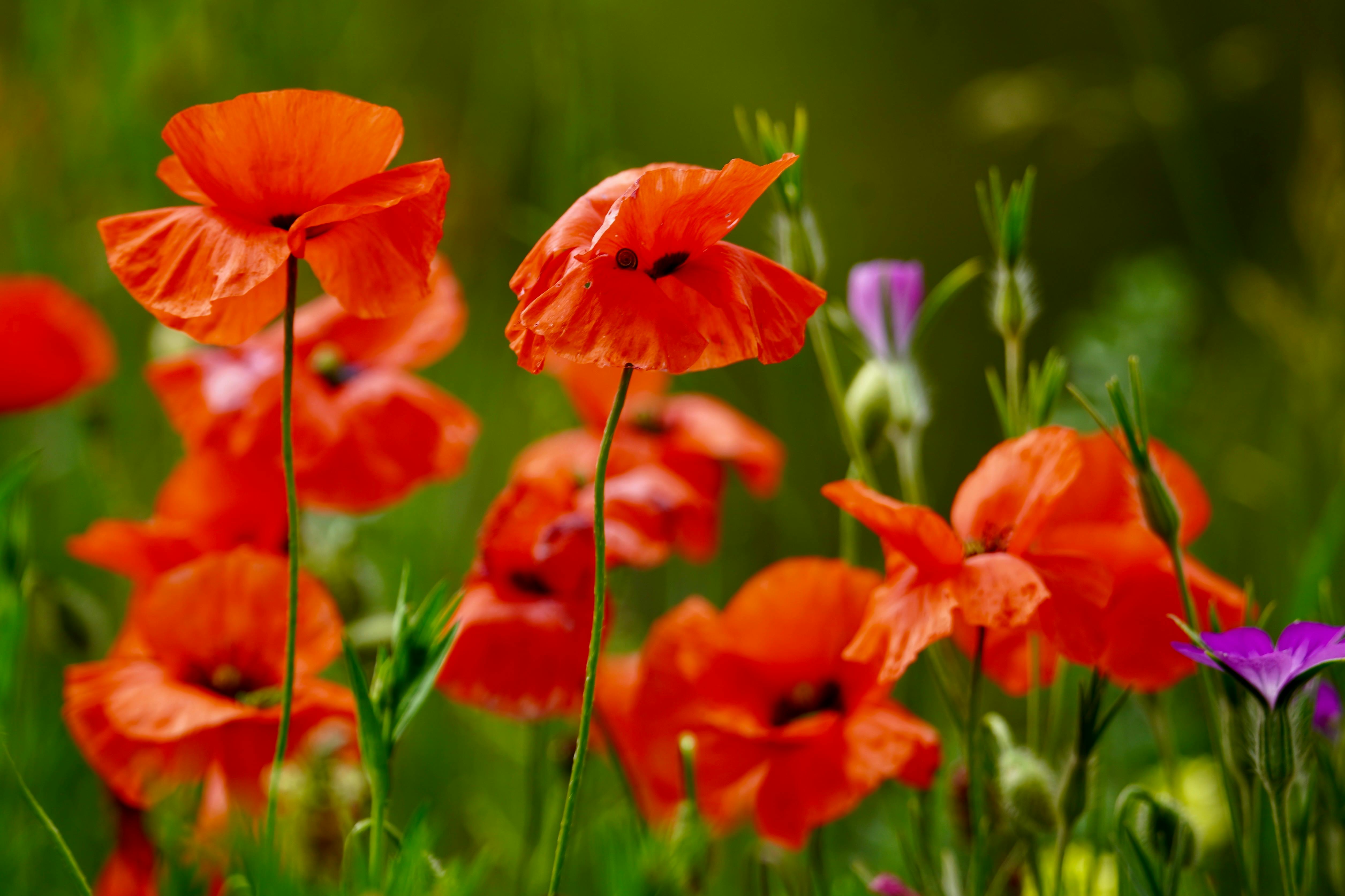 O Segredo para Papoulas Perfeitas: Dicas de Especialistas para seu Jardim