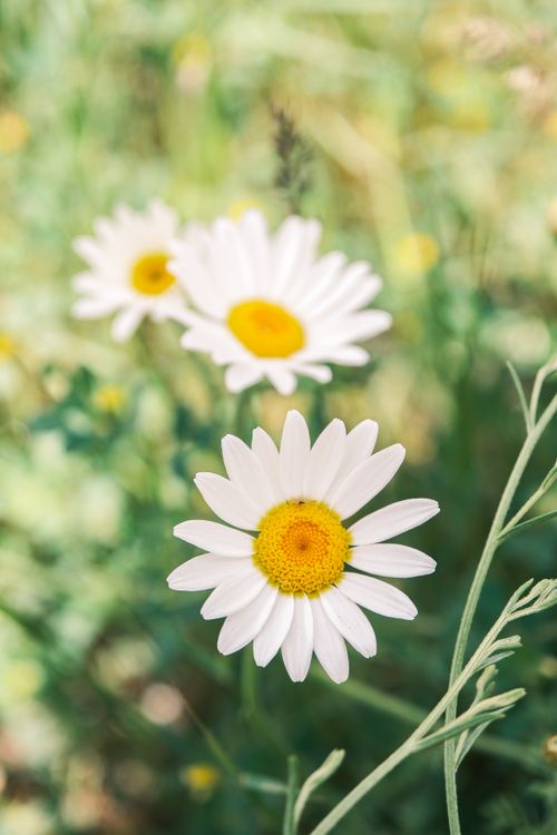 Free Vibrant daisies in a sunny meadow, showcasing nature's bright beauty with lush greenery. Stock Photo