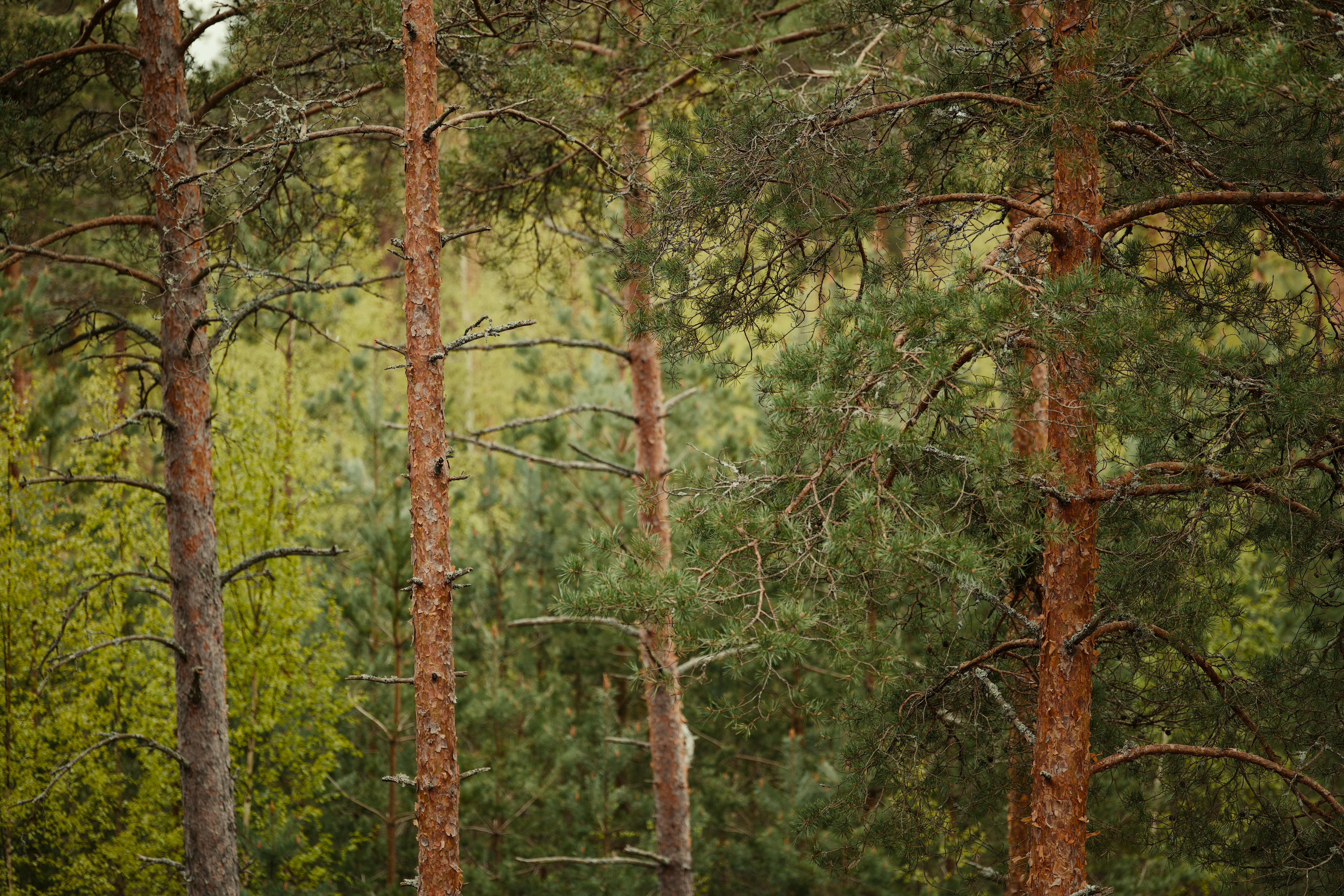 De franc Paisatge vibrant de pinedes amb exuberants arbres de fulla perenne i creixement natural. Foto d'estoc
