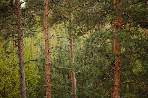 Free Vibrant pine forest landscape showcasing lush evergreen trees and natural growth. Stock Photo