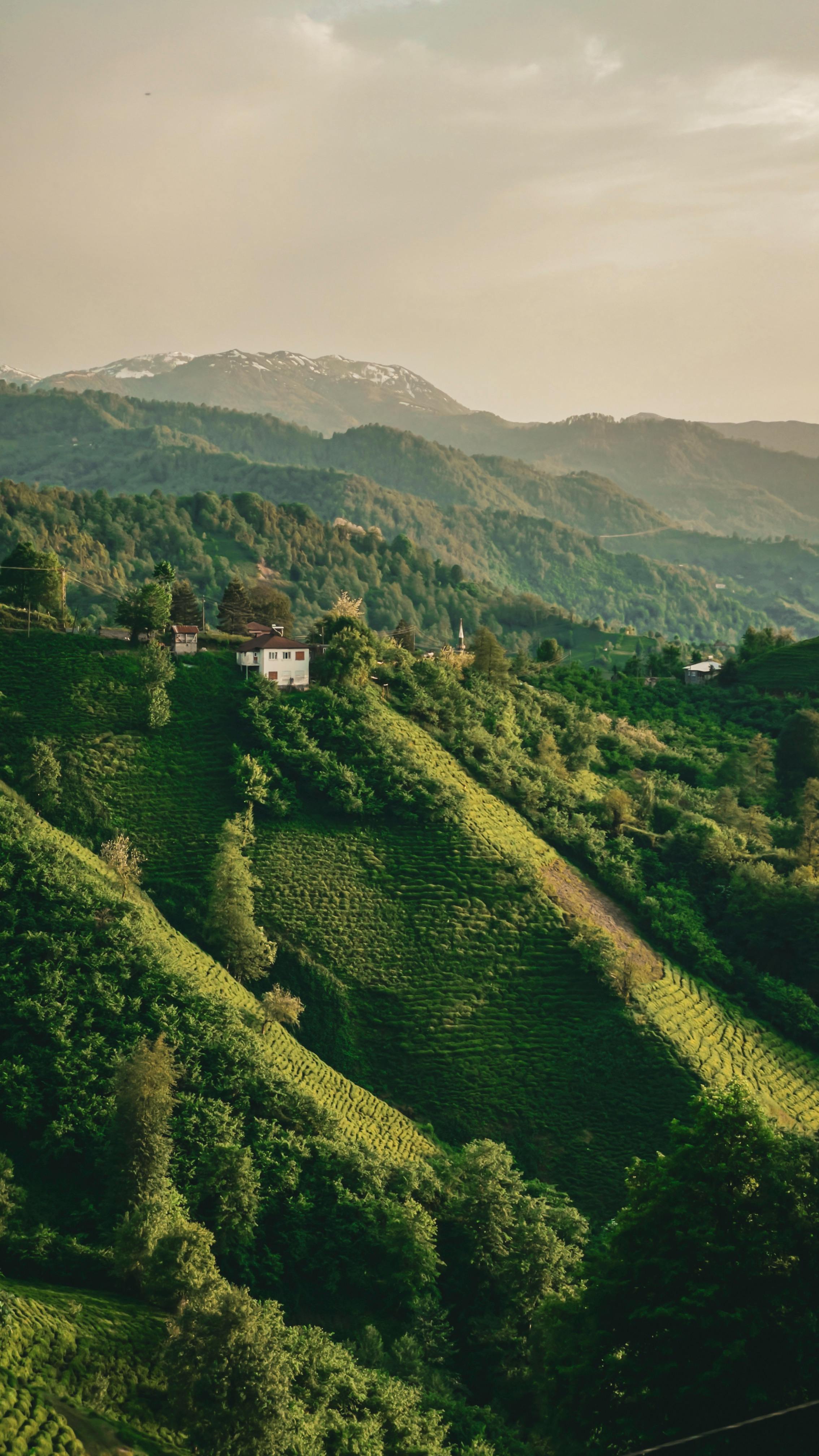 Picturesque view of terraced hills in Güvercinli, Artvin with sunset lighting and distant snowy peaks.