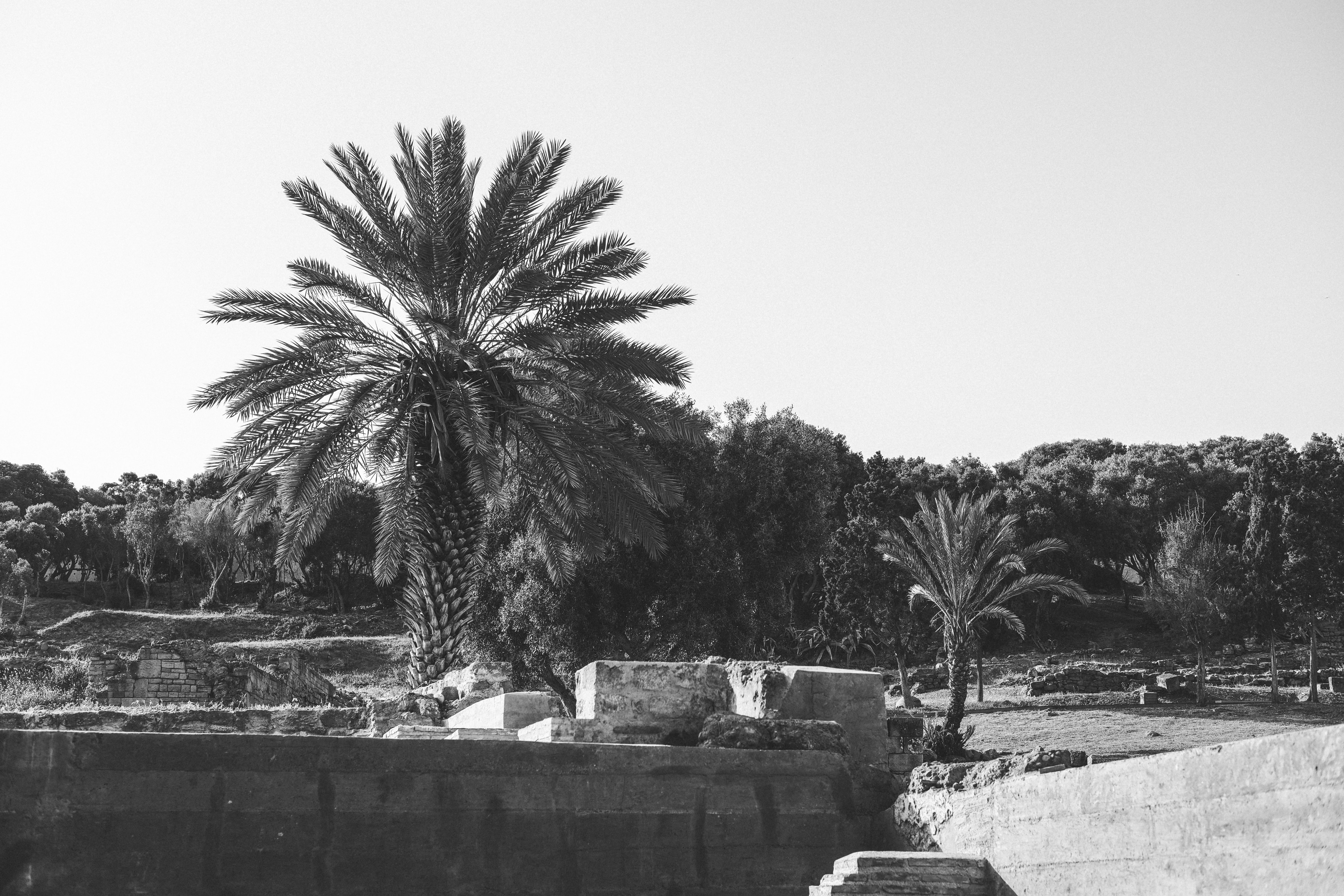 Black and White Palm Trees in Rabat Landscape · Free Stock Photo