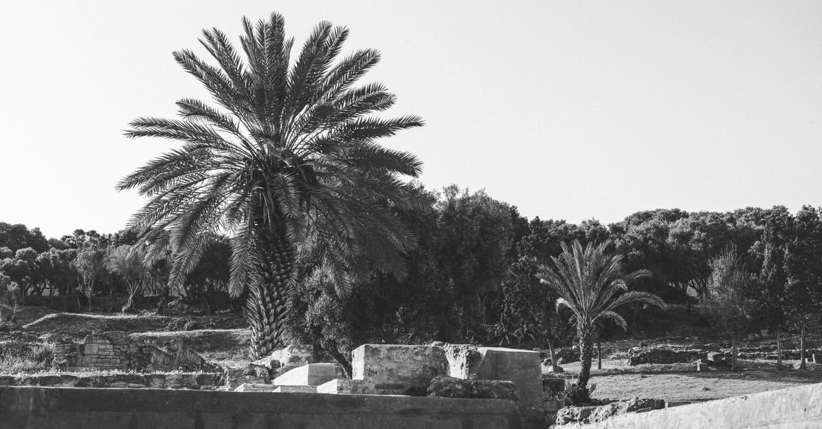 Trees Rabat Black and White Palm Trees in Rabat Landscape · Free Stock Photo