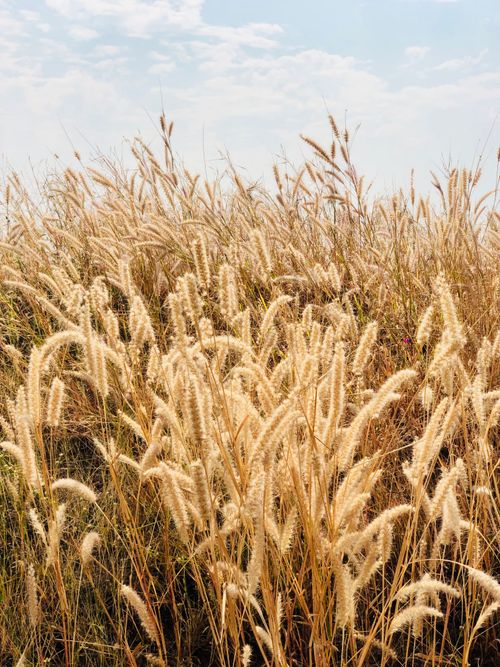 Free A serene landscape of golden grass in Pune, India, under a clear blue sky. Stock Photo