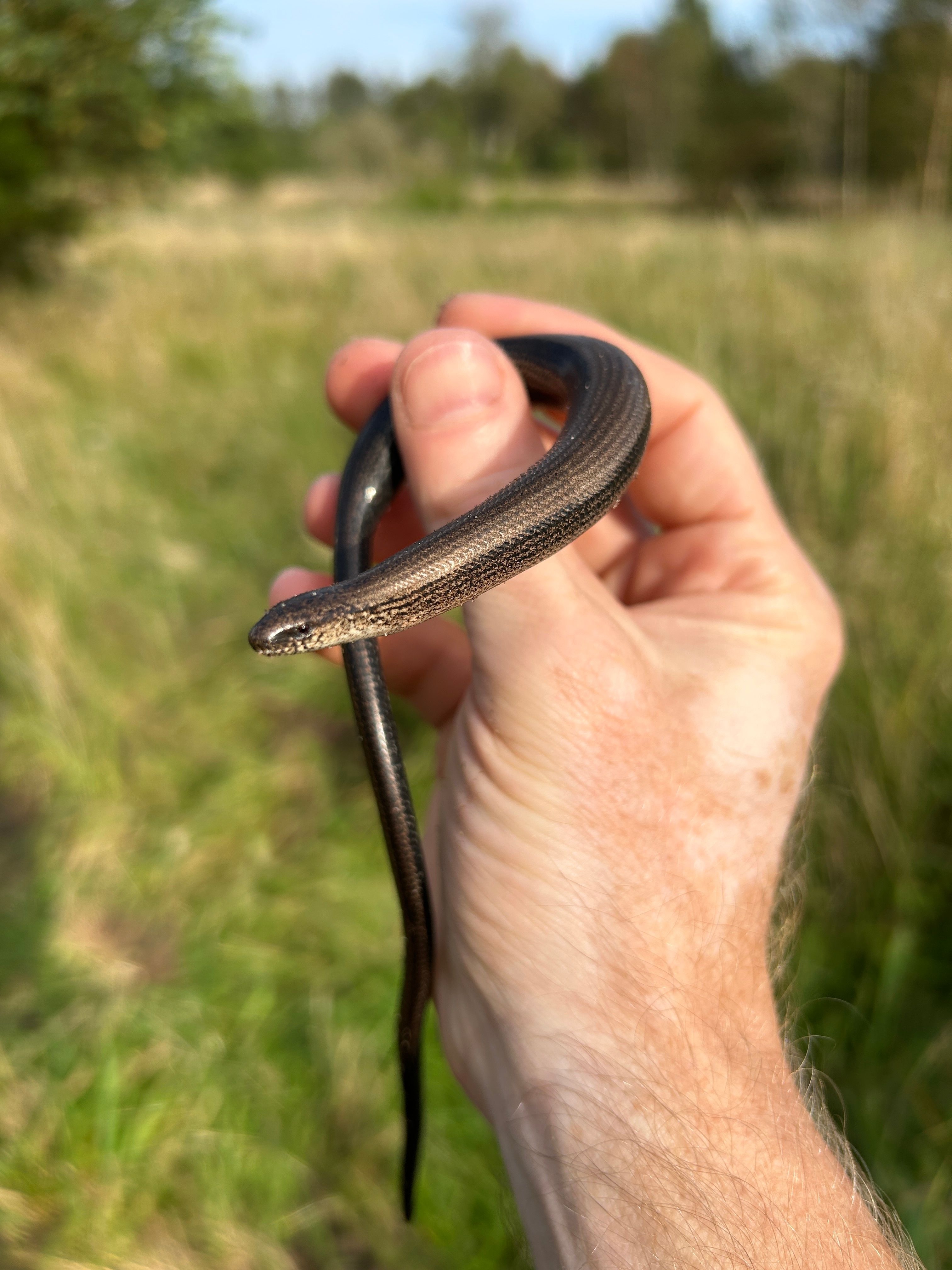 Close-up of Smooth Snake in Hand in Ålbæk · Free Stock Photo