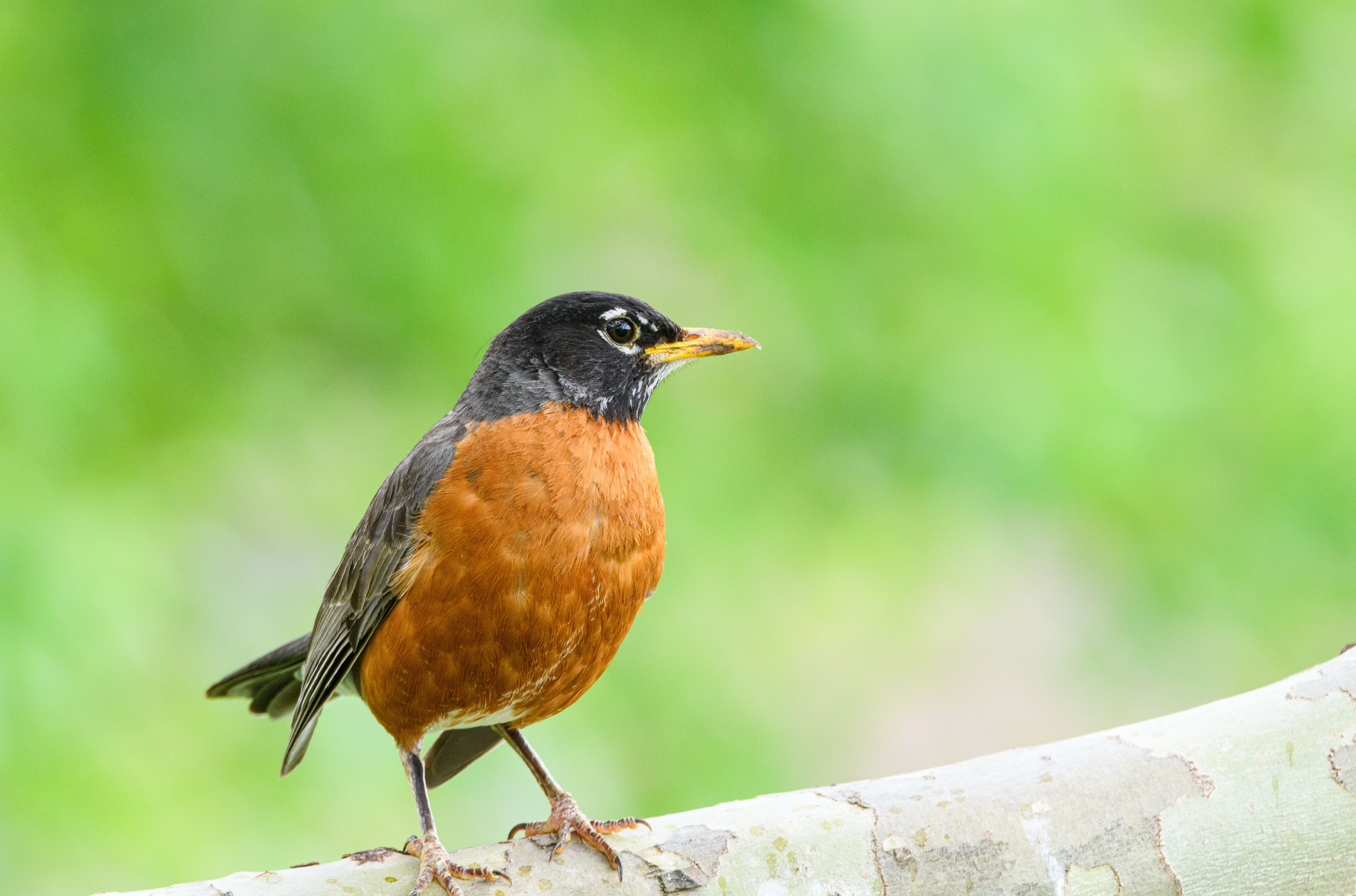 50 Common Birds Of North America