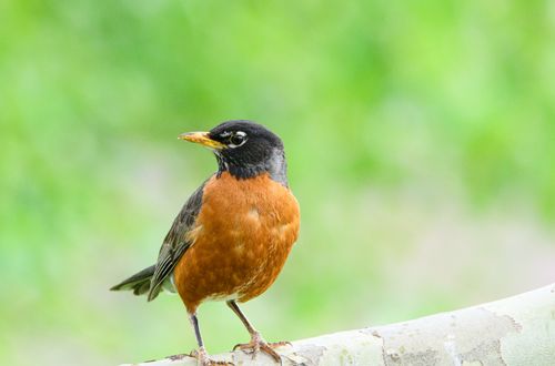 Free Vibrant American Robin perched on a branch with lush green background, ideal for nature themes. Stock Photo