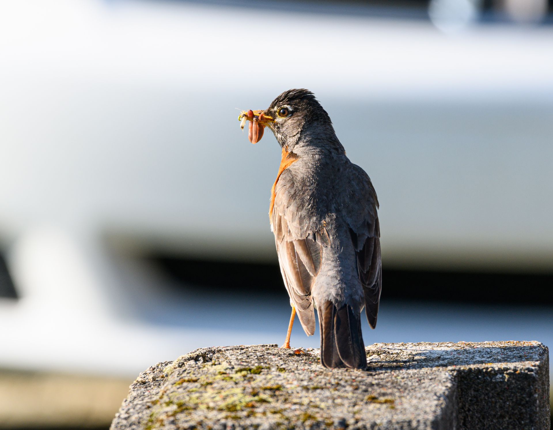 An American Robin stands on concrete holding an earthworm in its beak.