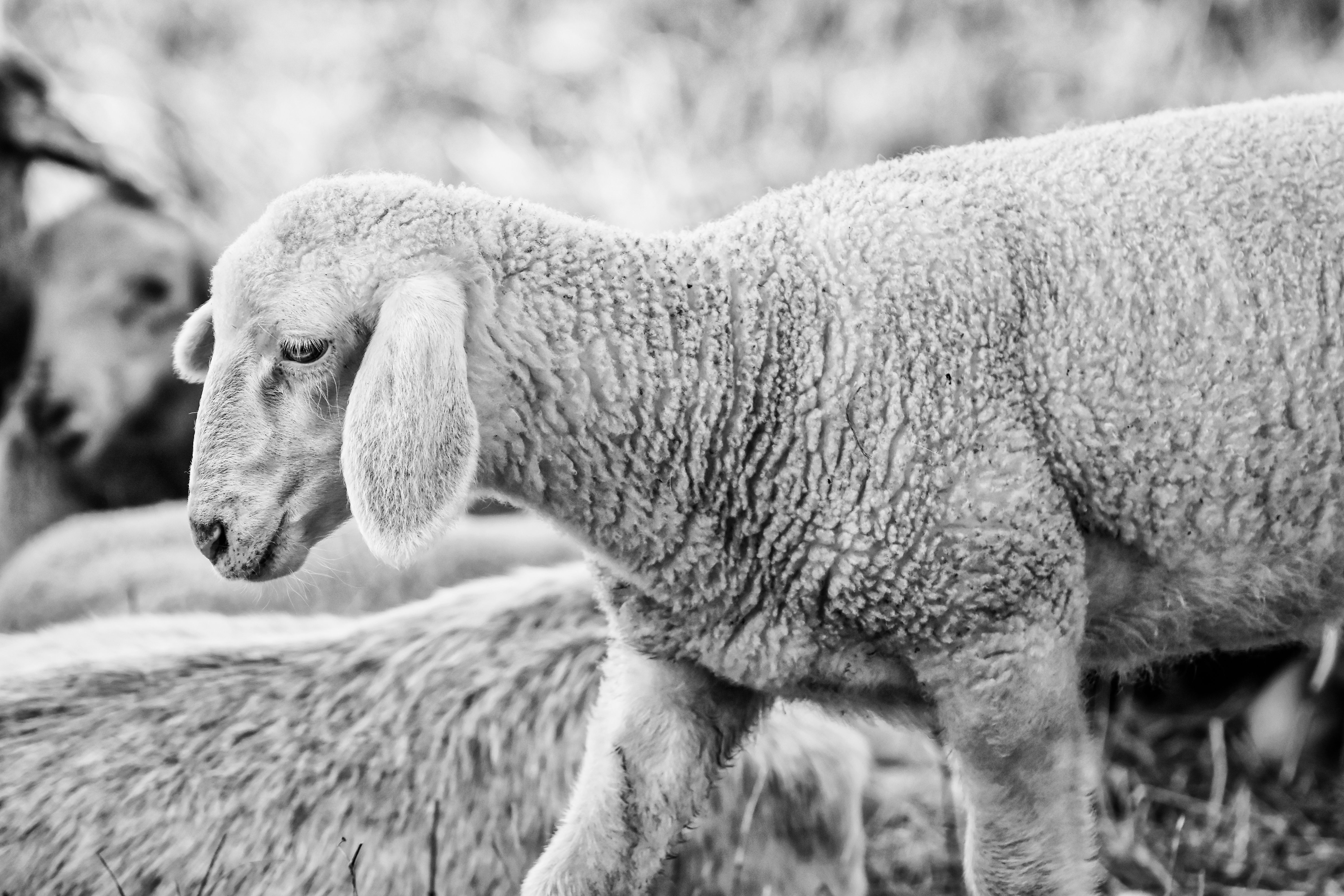 Veterinarian examining a sheep during a checkup