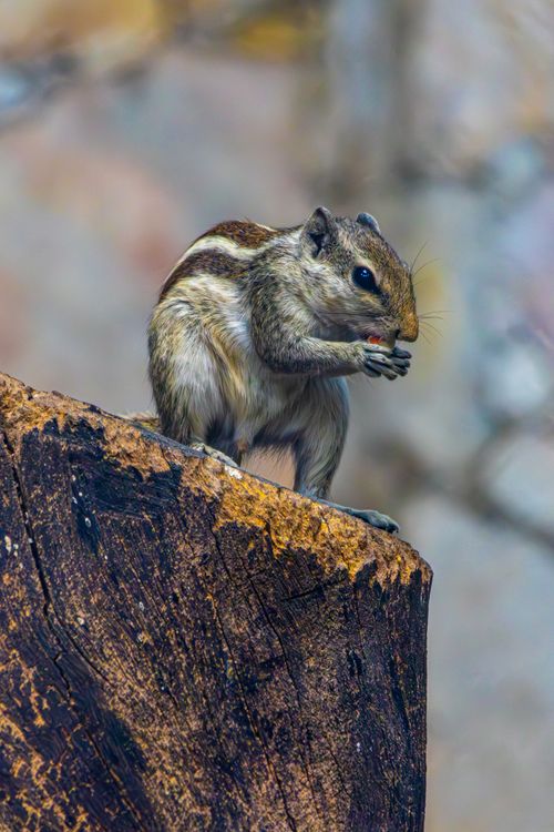 Free A vibrant close-up of an Indian palm squirrel perched on a tree stump with a blurred background. Stock Photo