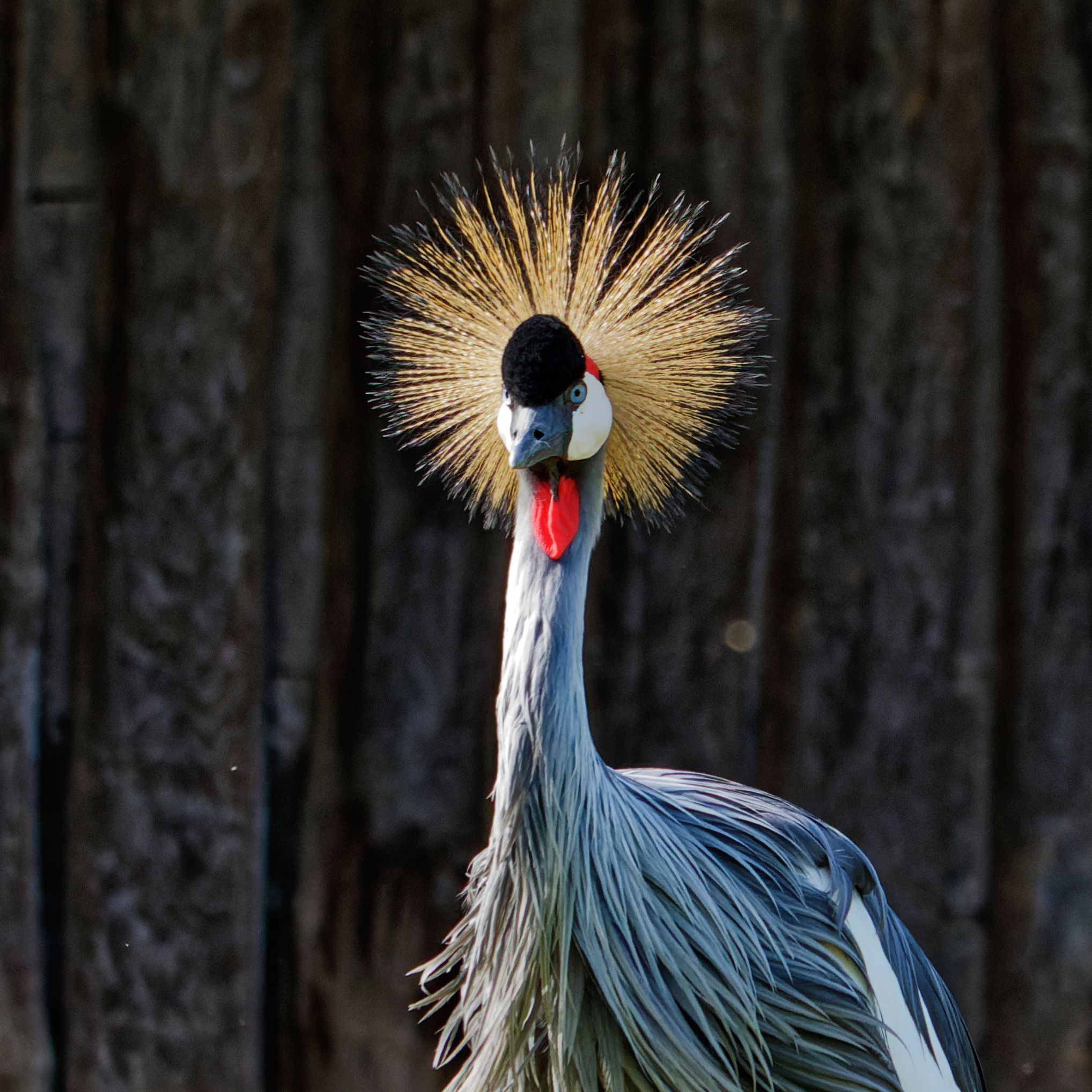 Majestic Grey Crowned Crane Portrait in Nature · Free Stock Photo