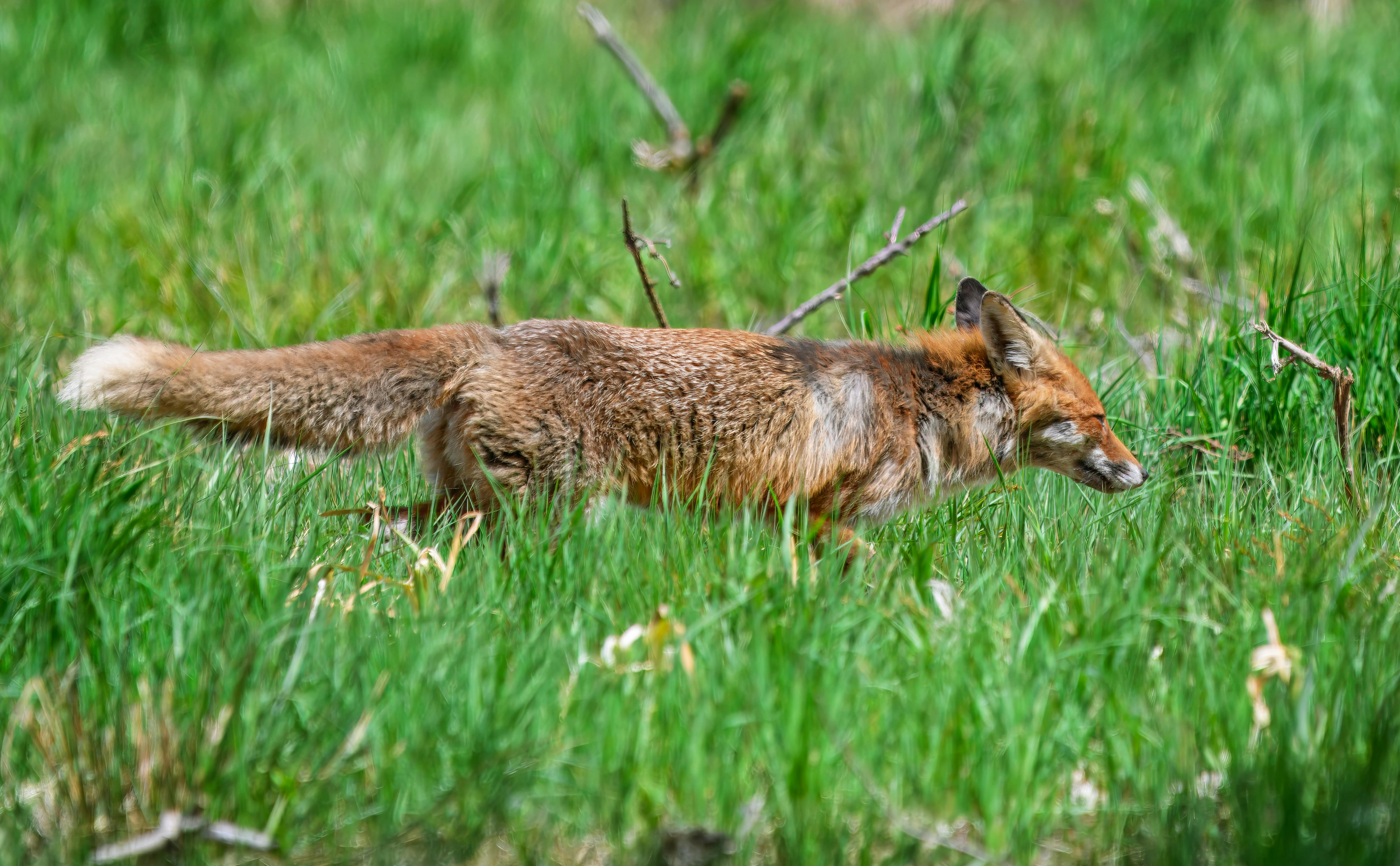 Close-up of a solitary red fox prowling through a vibrant green meadow.