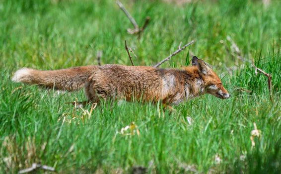 fox photo