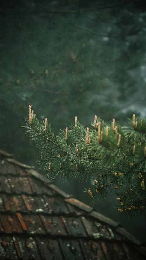 Free Serene pine tree branch hanging over an old roof in a misty forest, creating a moody atmosphere. Stock Photo