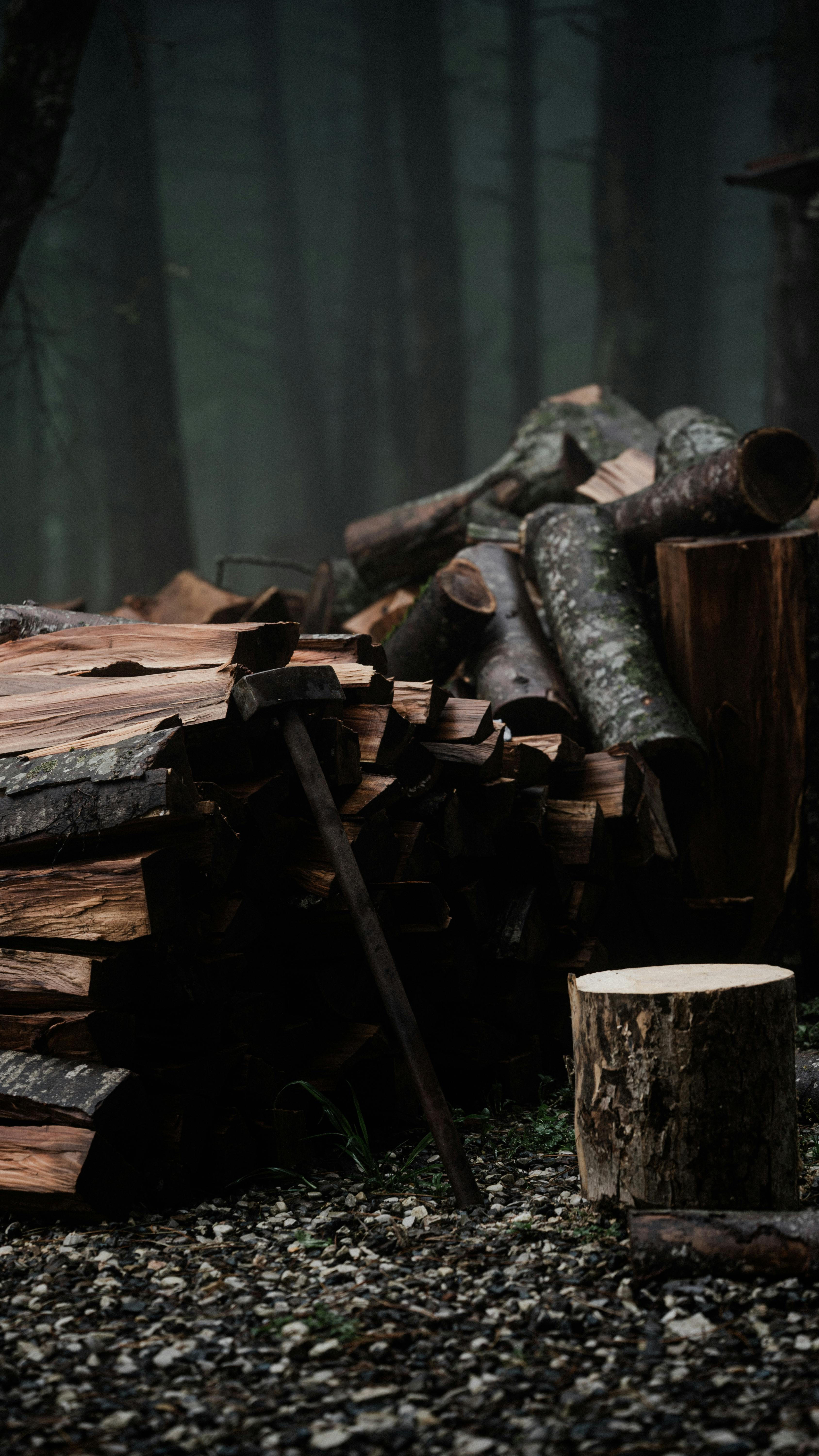 How Do Environment and Weather Affect Your Dog’s Nose Moisture Levels?