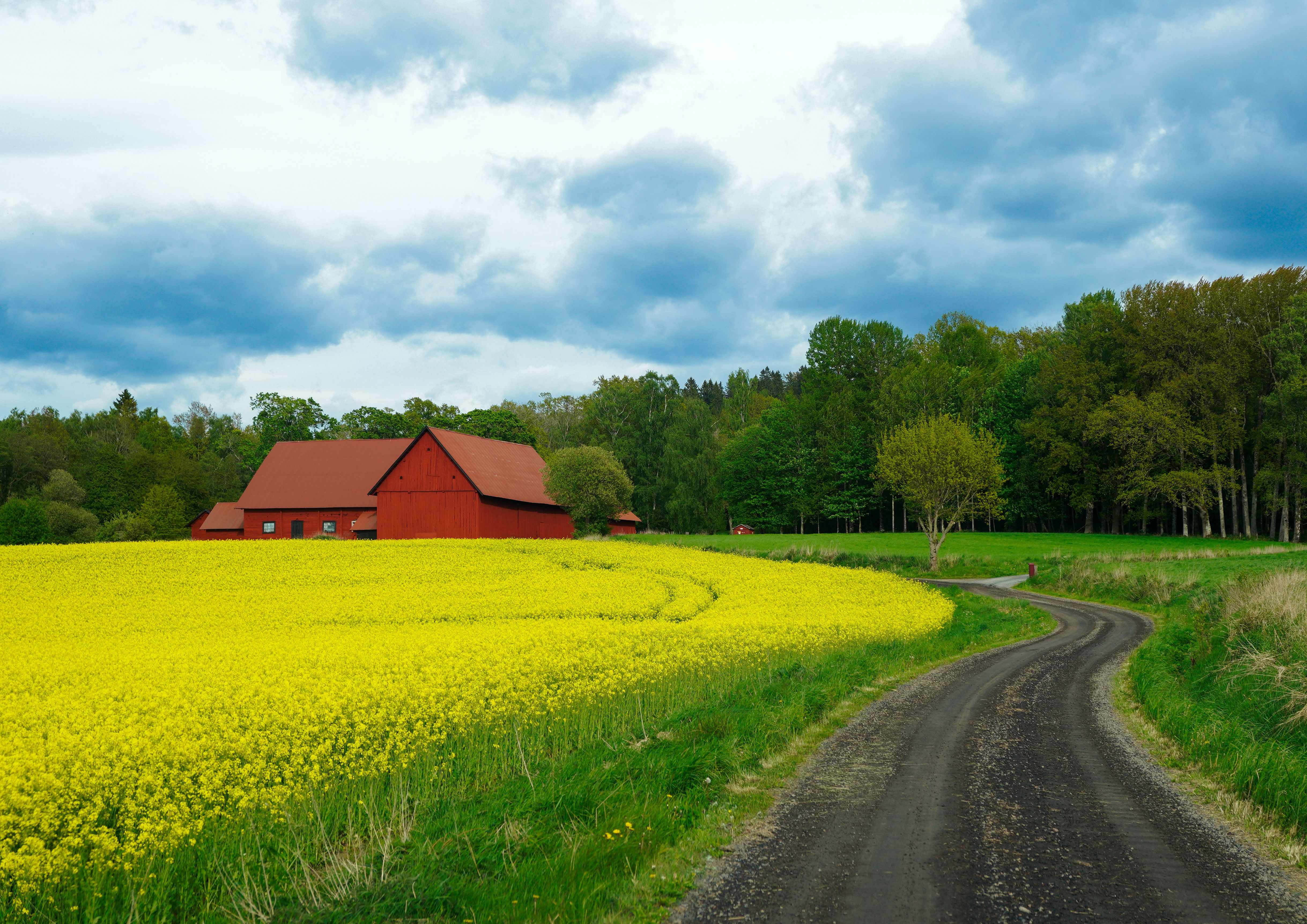 Country road through tobacco fields in Robertson County Tennessee