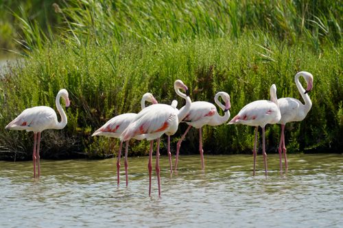 Free A serene scene of flamingos wading in a lush wetland, showcasing their graceful stance. Stock Photo