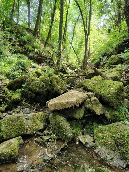 Free Vibrant forest scene with moss-covered rocks and a serene stream. Stock Photo