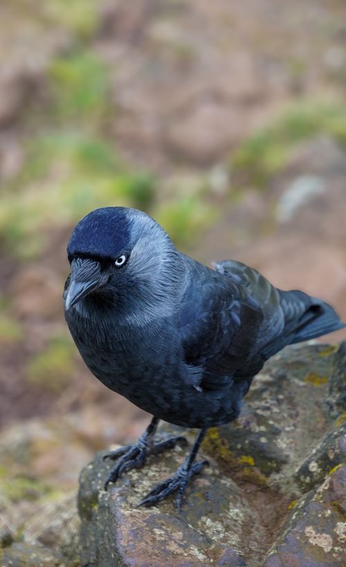 Free A Western Jackdaw perched on a rock in Scotland's natural landscape. Stock Photo