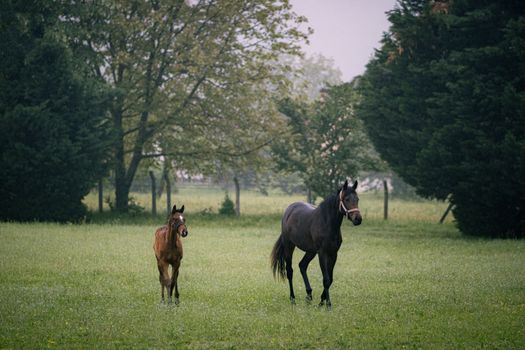 A serene image of a mare and foal in a lush, green meadow with tall trees.