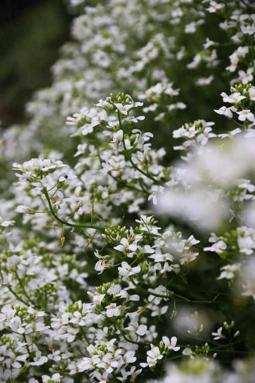 Free A beautiful close-up of white wildflowers in full bloom, captured outdoors. Stock Photo
