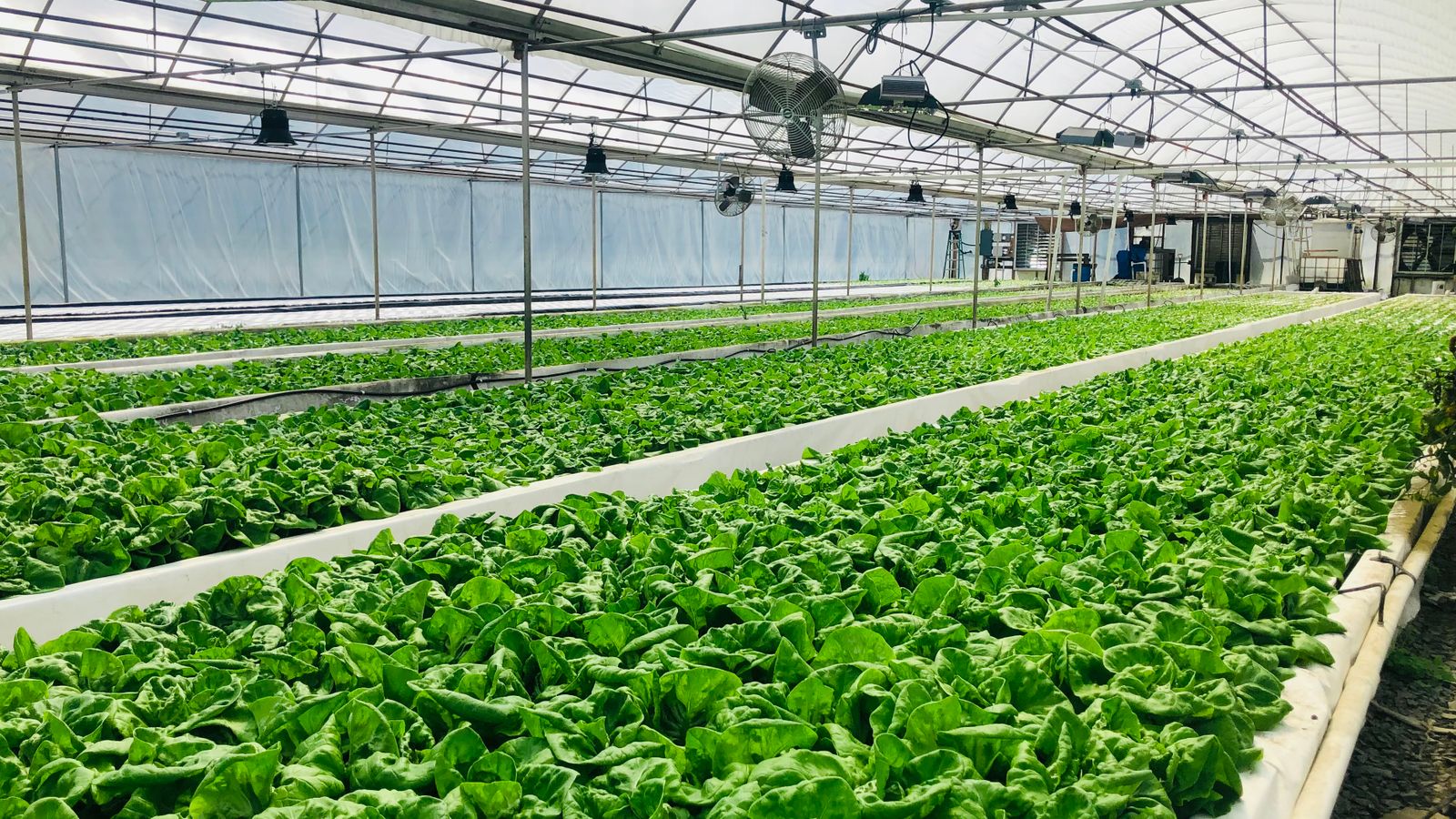 Expansive view of a hydroponic greenhouse growing fresh spinach under controlled environment.