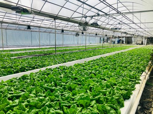 Free Expansive view of a hydroponic greenhouse growing fresh spinach under controlled environment. Stock Photo