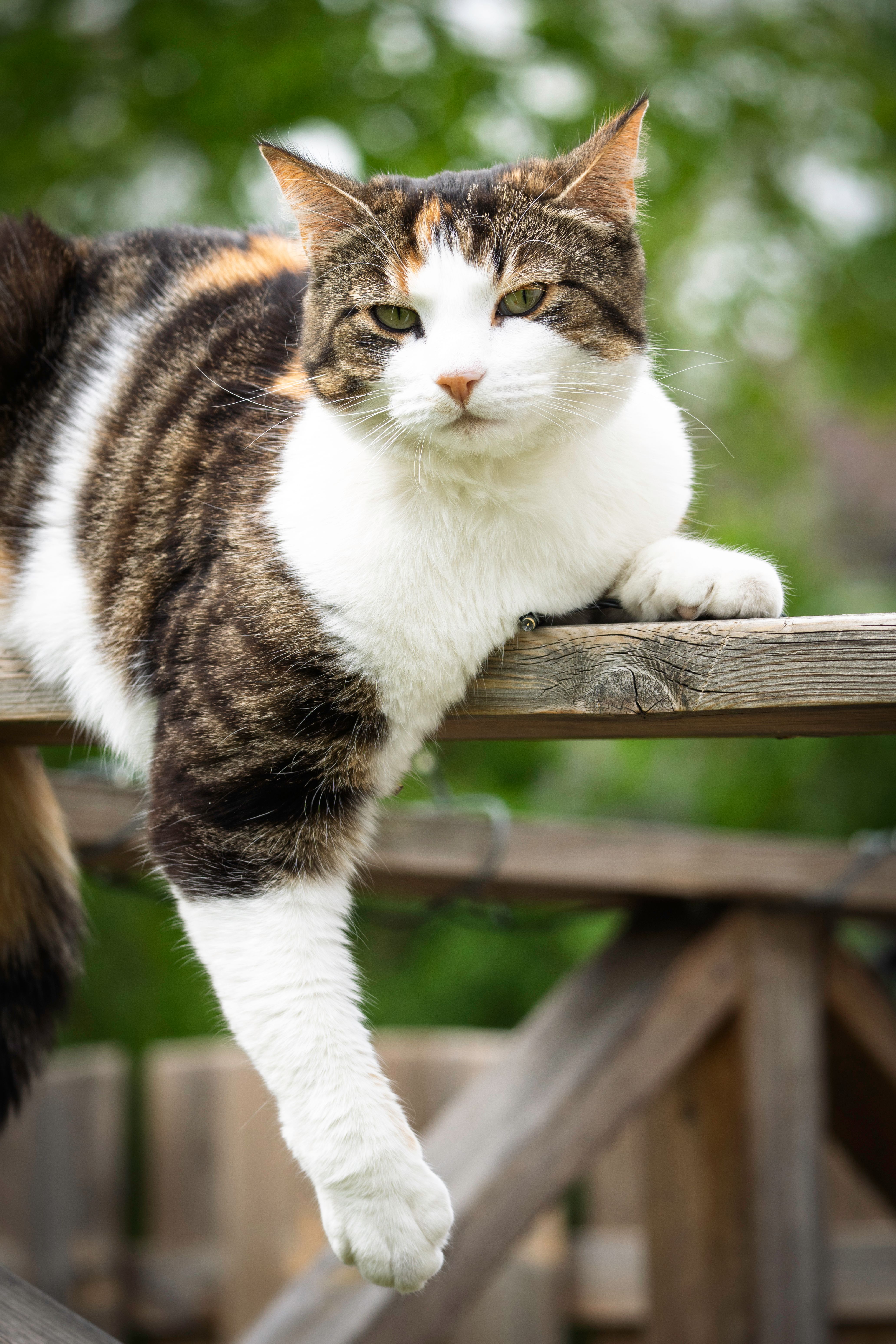 Relaxed Tabby Cat Lying on Wooden Fence Outdoors · Free Stock Photo