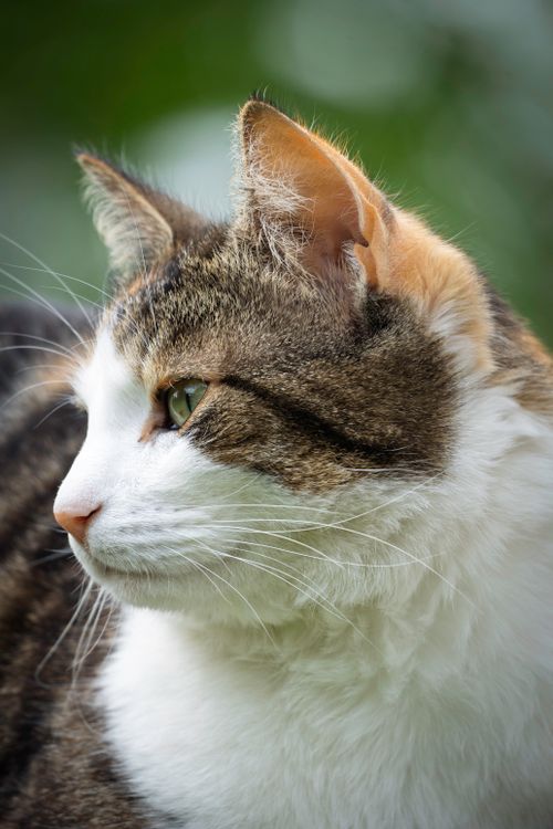 Close-up Portrait of a Tabby Cat Outdoors · Free Stock Photo
