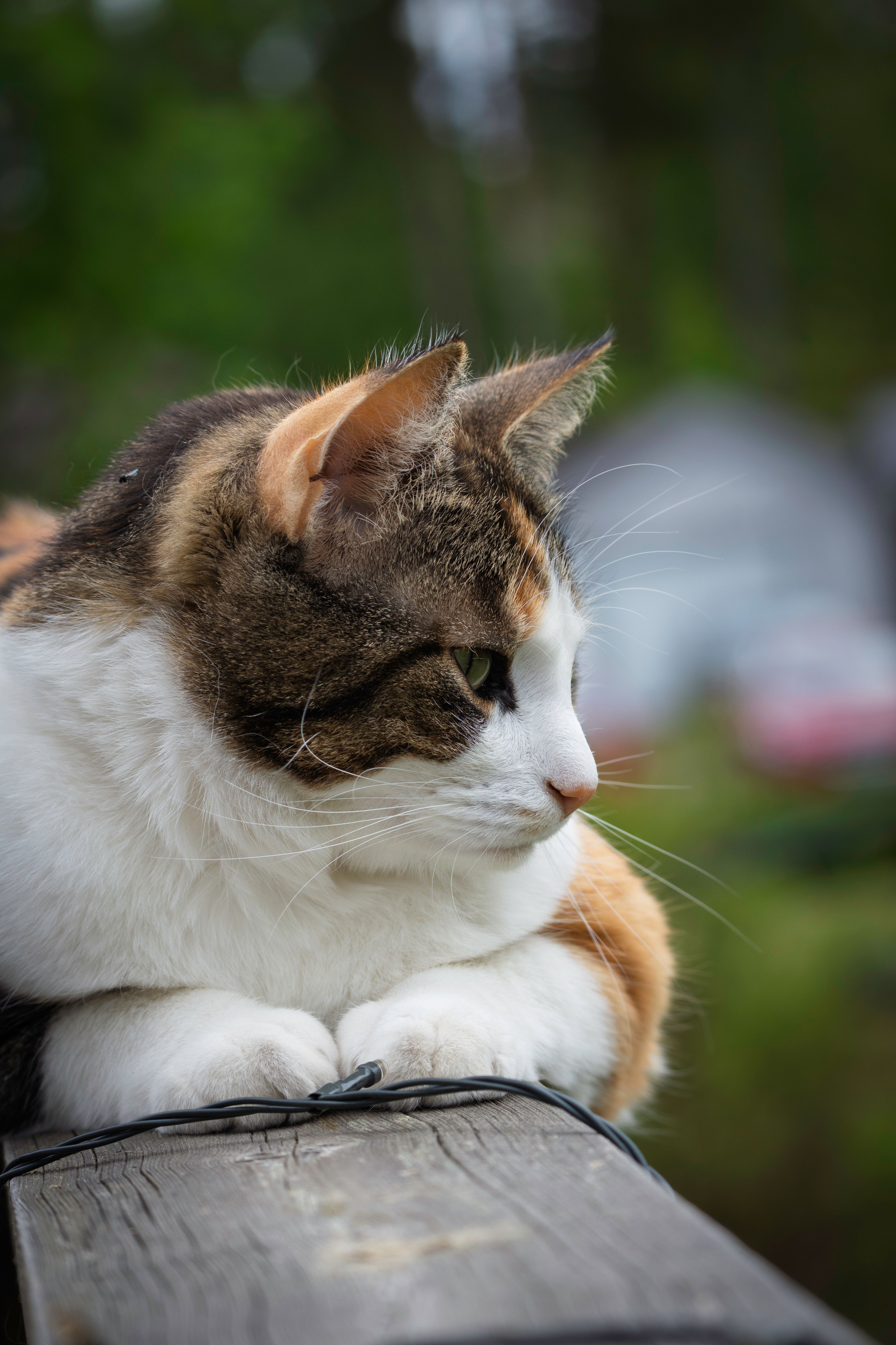 Calico Cat Resting on a Wooden Railing · Free Stock Photo