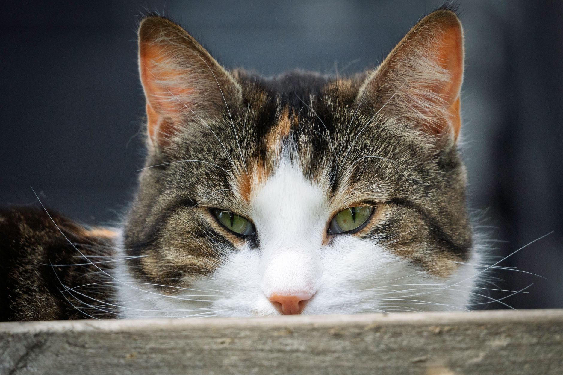 Veterinary care for a cat