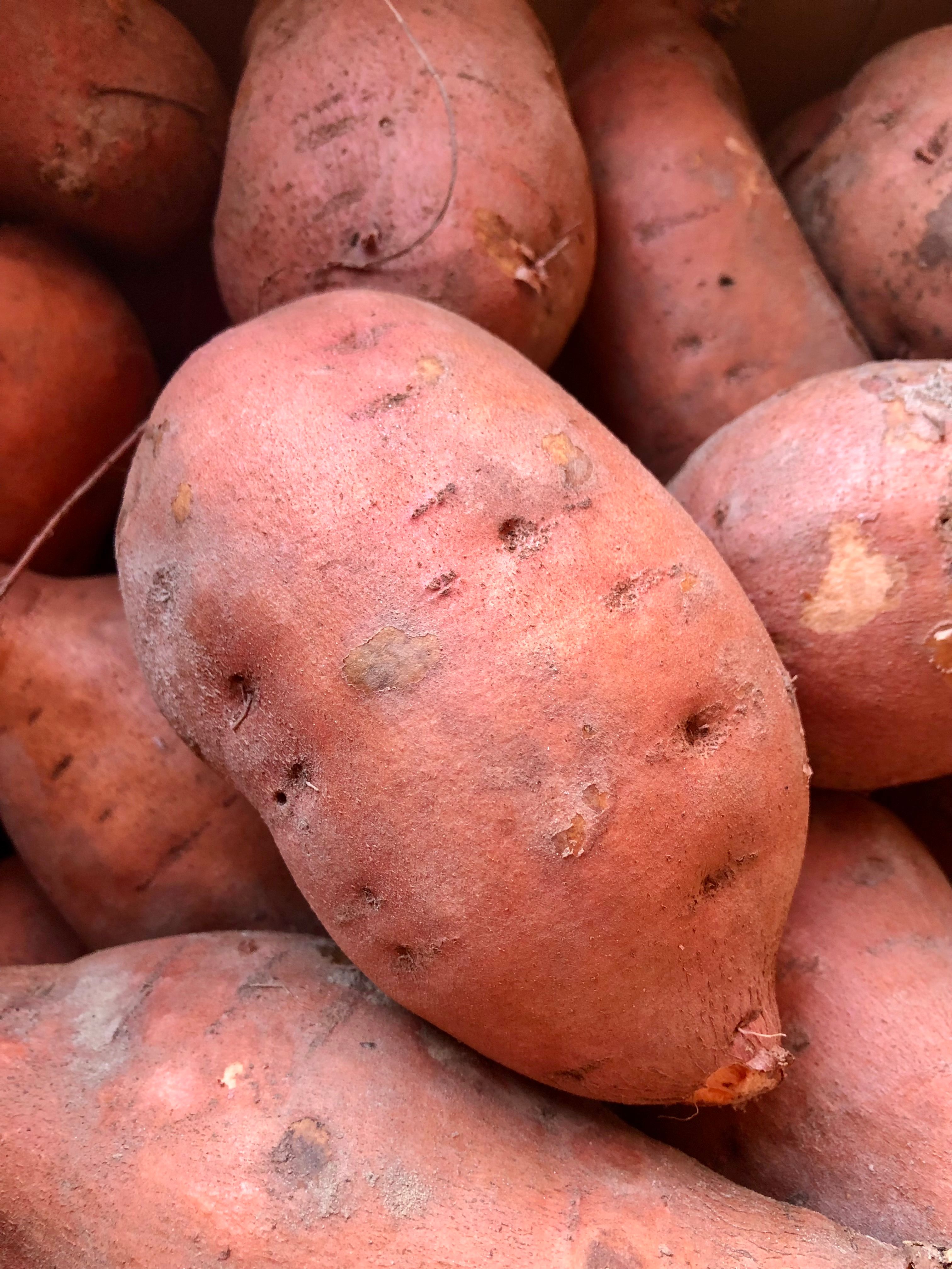Whole raw sweet potato that should not be fed to dogs