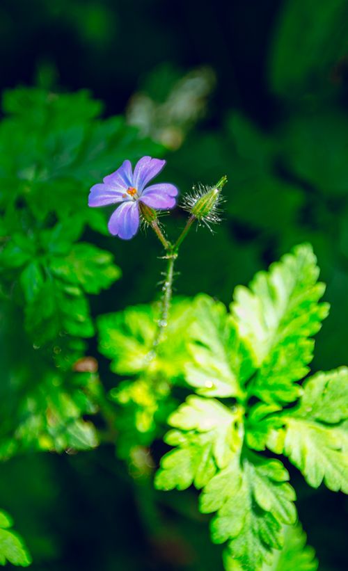 Free Close-up of a vibrant purple wildflower surrounded by lush green leaves in sunlight. Stock Photo