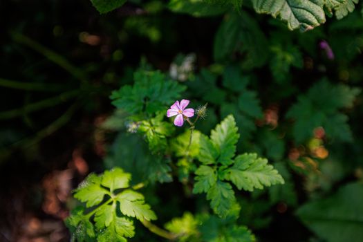 Beautiful pink wildflower surrounded by green leaves in natural sunlight.