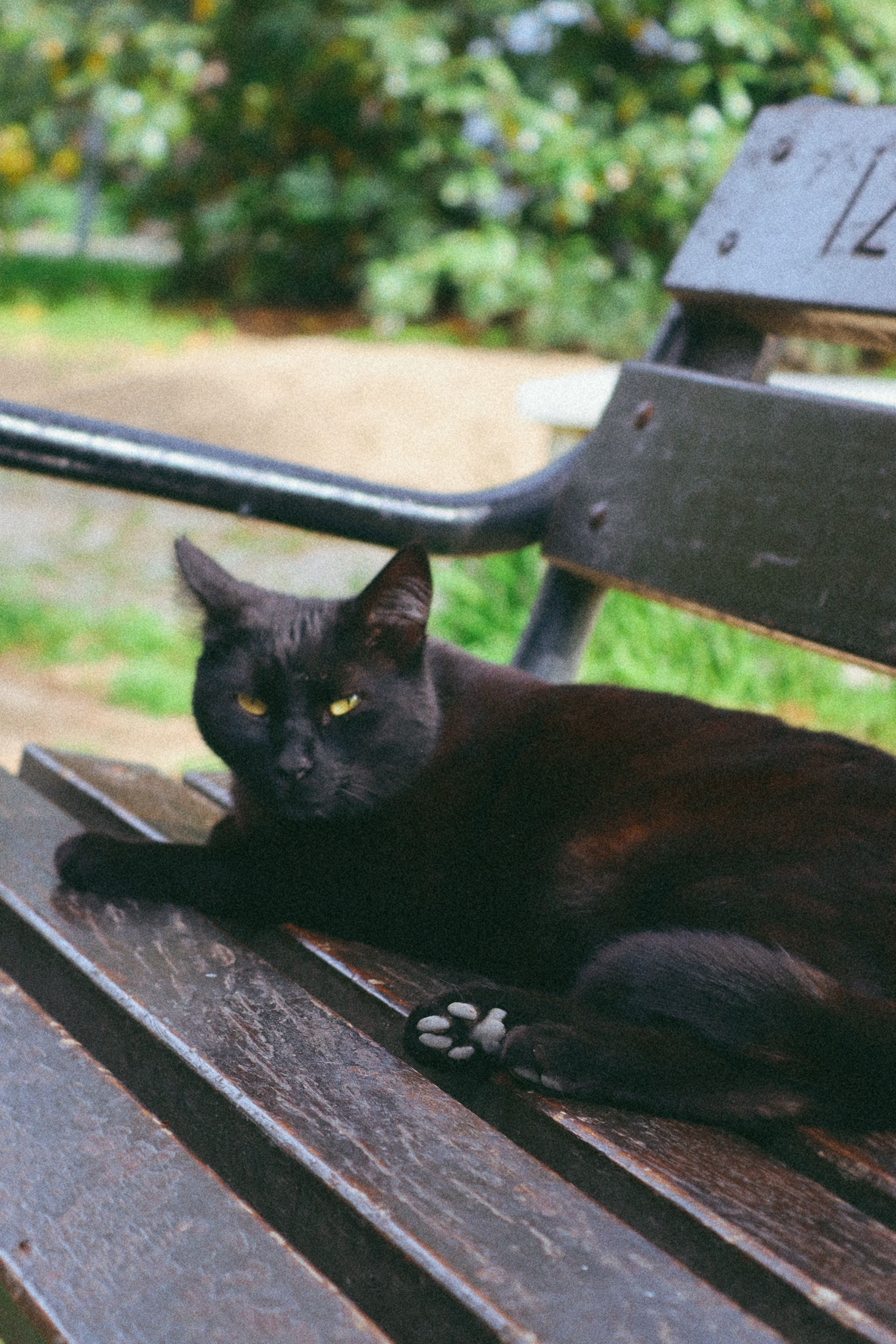 De franc Un gat negre serè descansa en un banc d'un parc en un entorn exuberant a l'aire lliure. Foto d'estoc