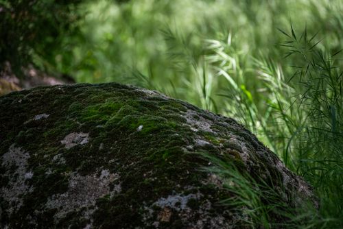 Free Lush moss on a rock surrounded by green grass in Manzanares el Real, Spain. Stock Photo