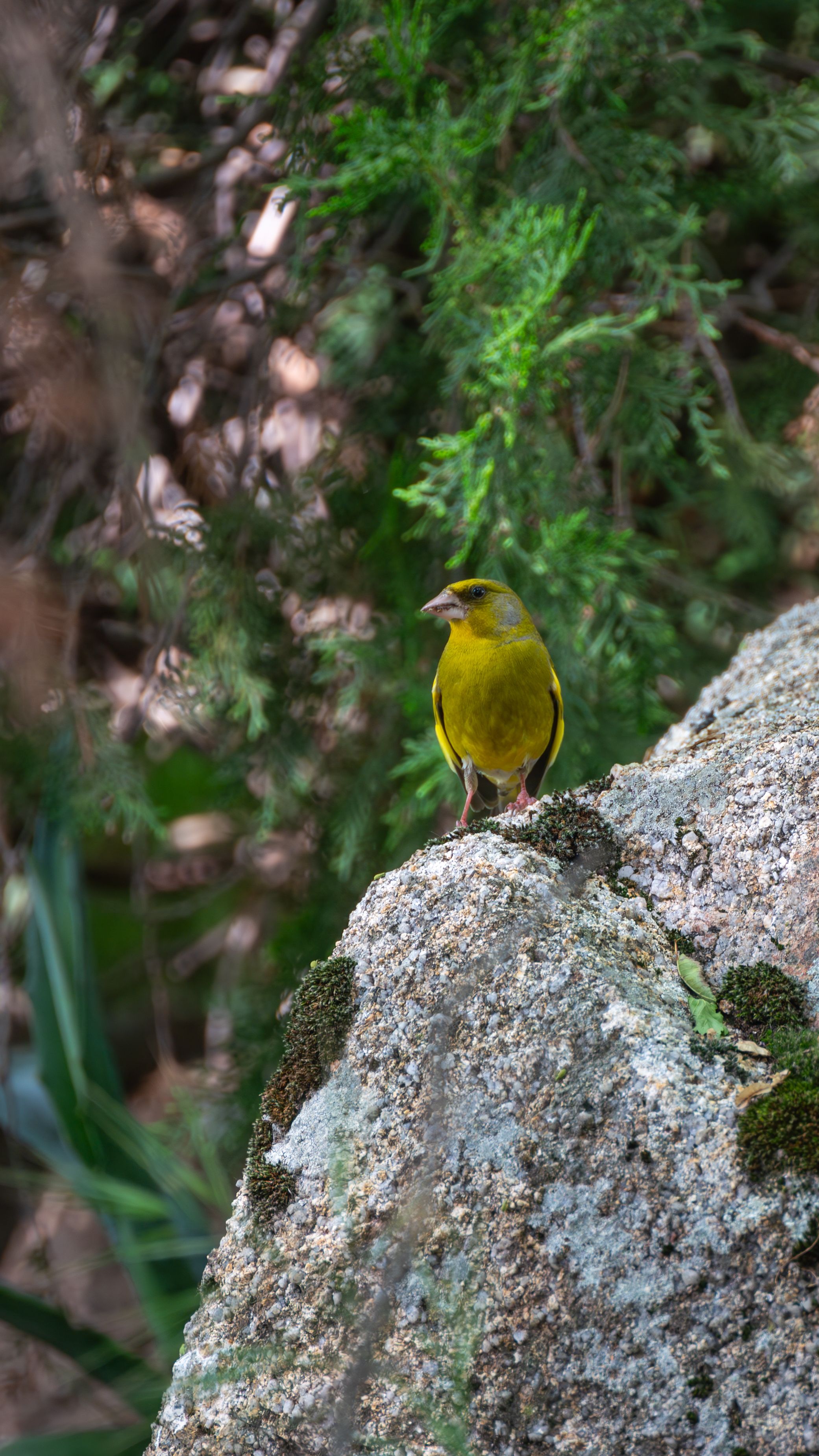 A European Greenfinch perches on a rock in the nature of Manzanares el Real, Spain.