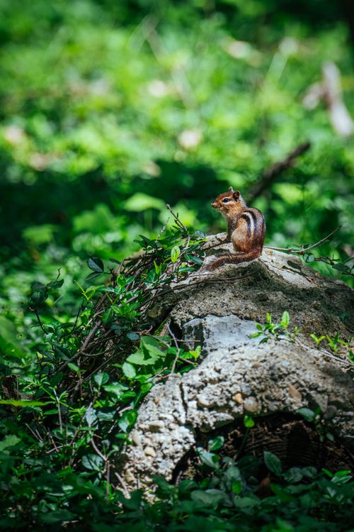 Free A chipmunk stands alert on a rock surrounded by lush green foliage in a sunny forest. Stock Photo