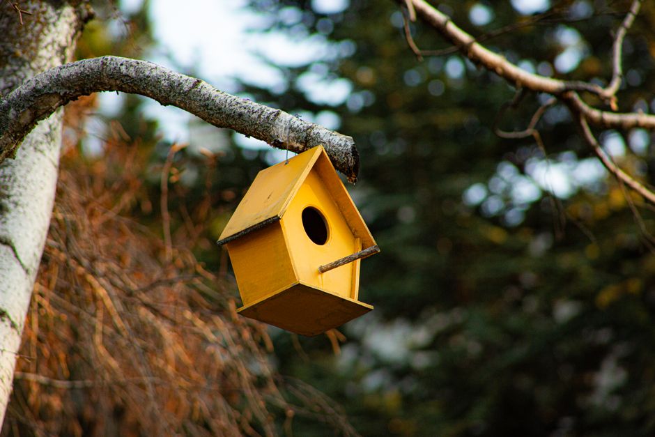 A charming yellow birdhouse hanging from a tree branch in a serene outdoor setting during fall.