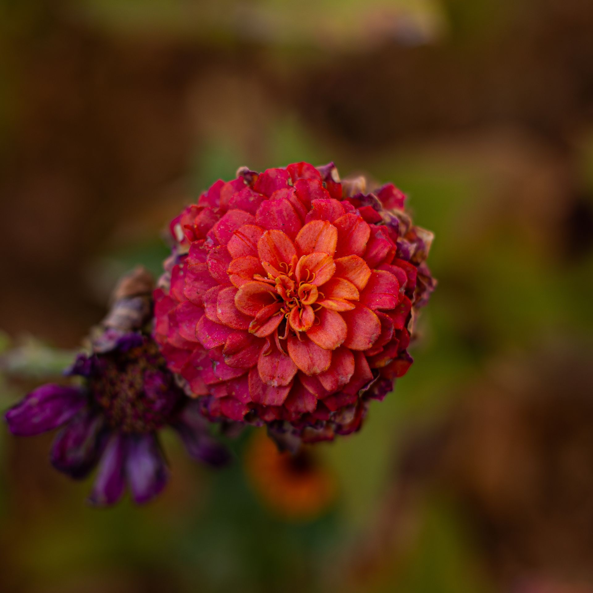 A vivid close-up of a red and orange zinnia flower showcasing intricate petal details in soft focus.