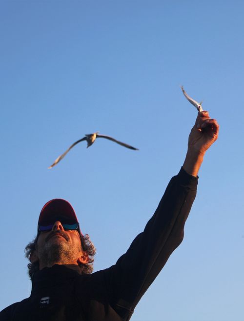 Free A person reaching towards the sky, interacting with flying birds under a clear blue sky. Stock Photo
