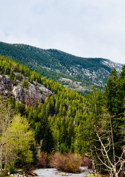 Lush green forest covering mountains with a clear sky in summer.