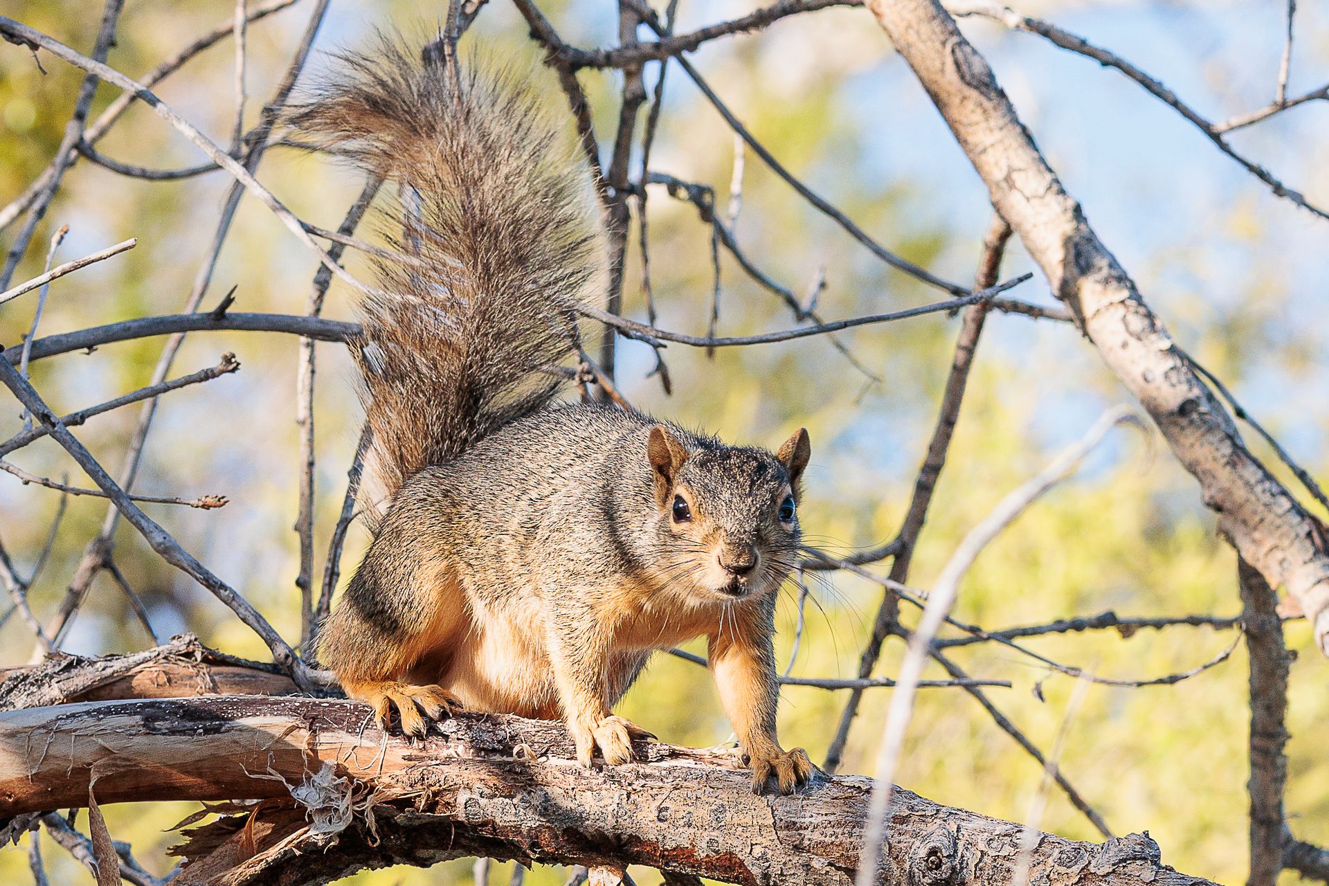 A curious fox squirrel (Sciurus niger) perches on a tree branch in a sunny, natural setting.