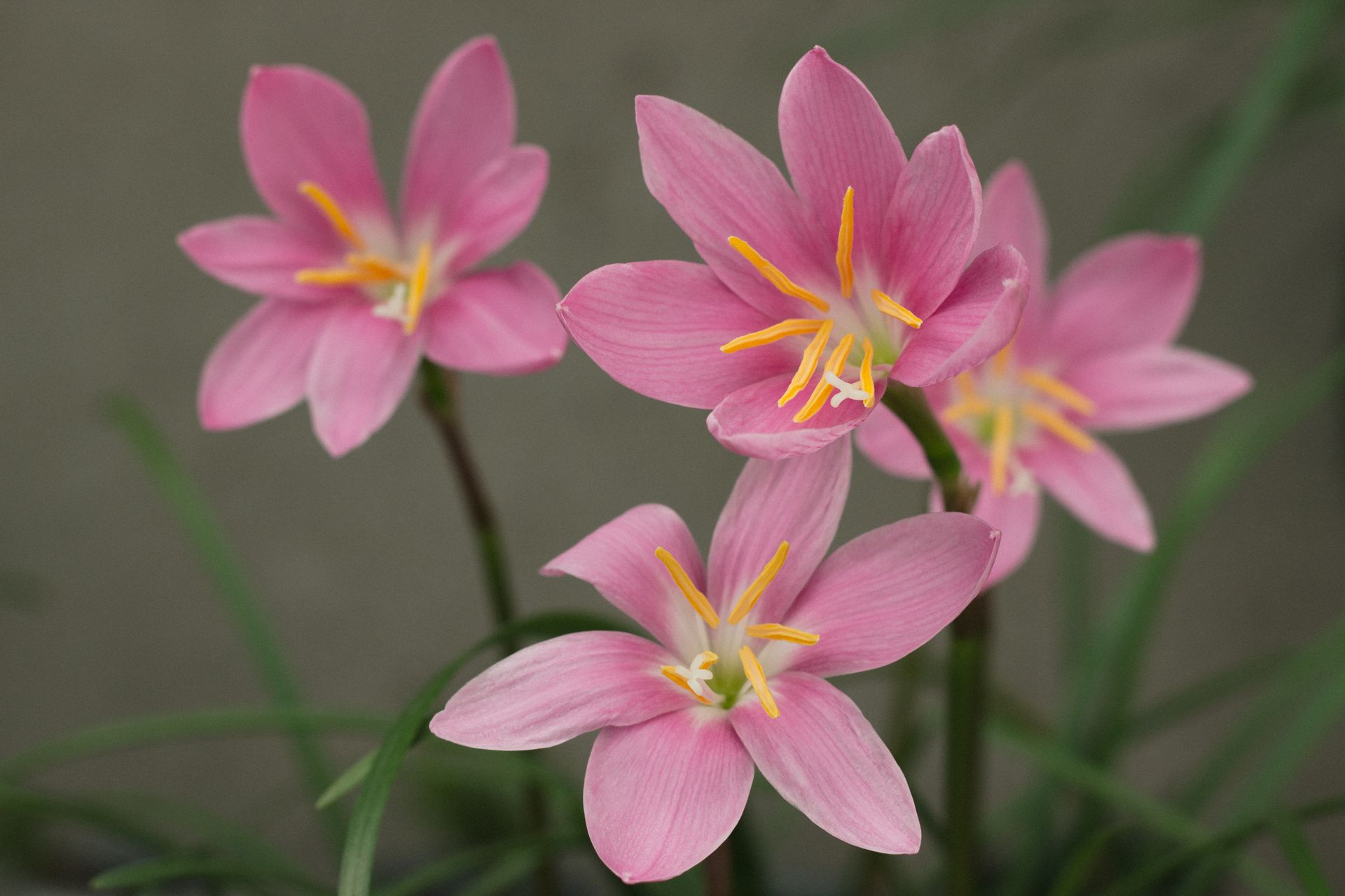 Close-up of vibrant pink rain lilies (Zephyranthes) blooming outdoors with lush green leaves.