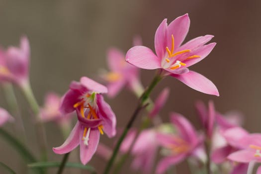 Close-up of pink rain lilies (Zephyranthes) showcasing delicate petals and vivid colors.