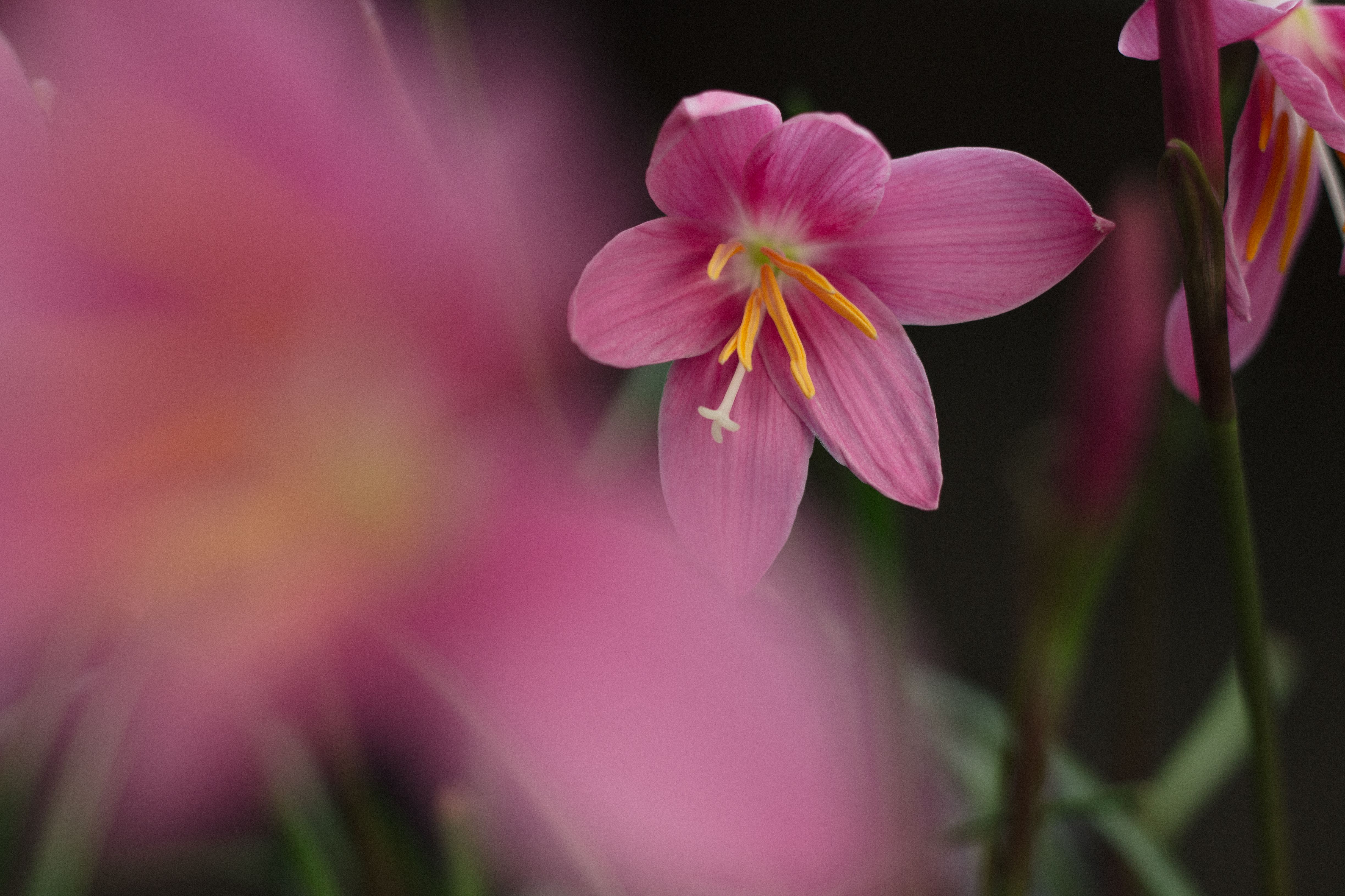 Detailed macro photograph of a vivid pink flower with blurred background, showcasing nature's beauty.