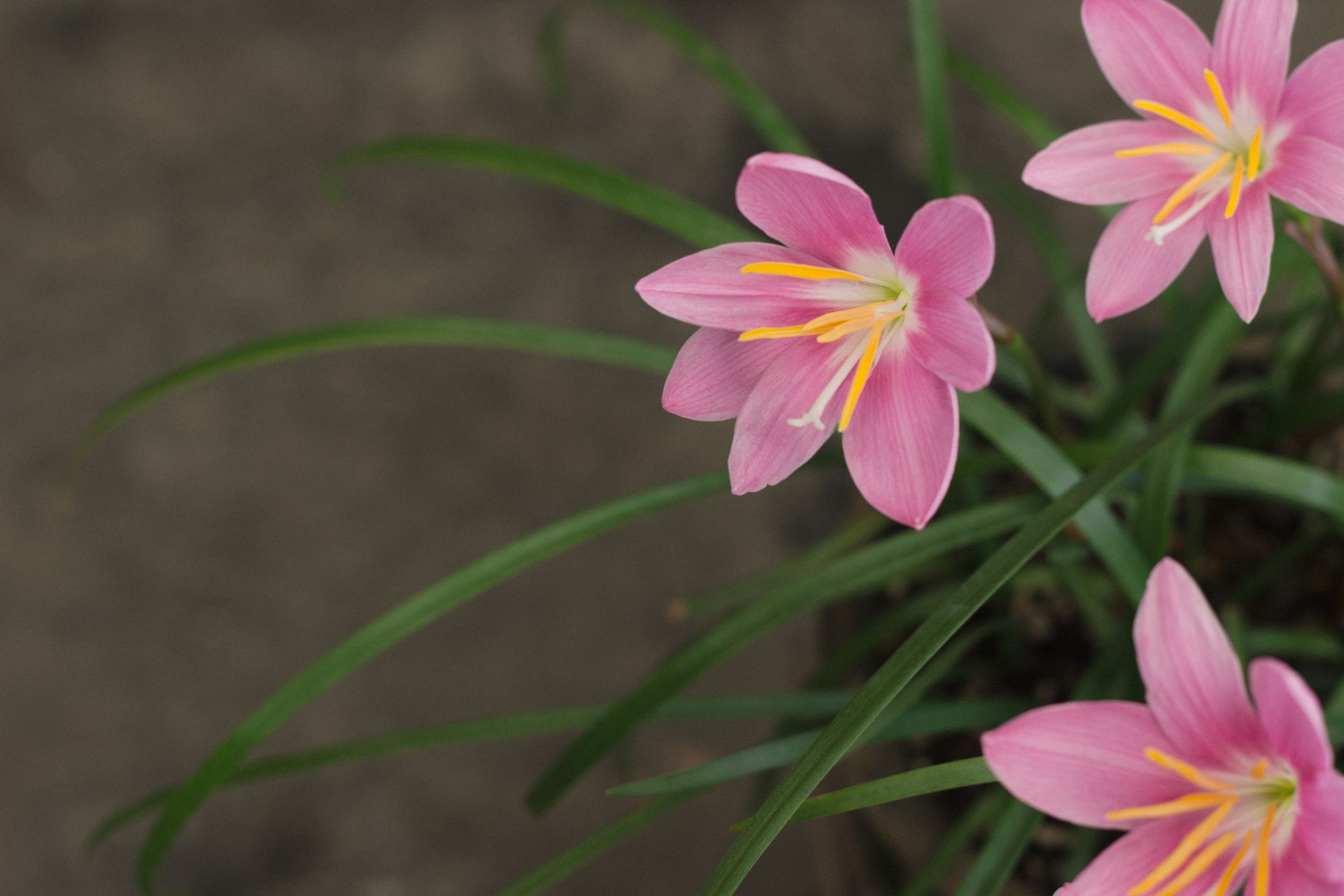 A close-up of vibrant pink Rain Lily flowers with green leaves, captured from above.