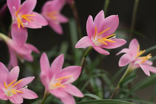 Close-up of pink Zephyranthes flowers in vibrant, detailed focus, showcasing natural beauty.