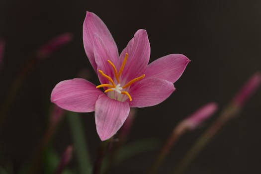 Beautiful close-up of a pink Zephyranthes lily in full bloom, showcasing its vibrant petals and stamen.