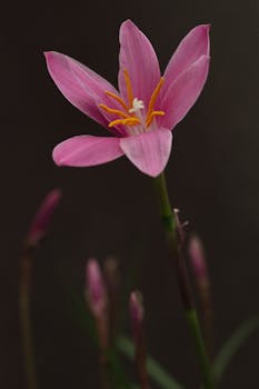 Close-up of a beautiful pink rain lily flower with soft green leaves and dark background.